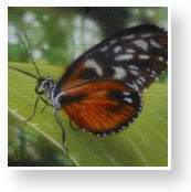 TN_Butterfly.jpg